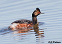 Podiceps nigricollis